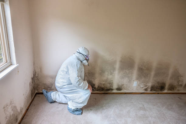 Best Mold Removal Process  in Horace, ND
