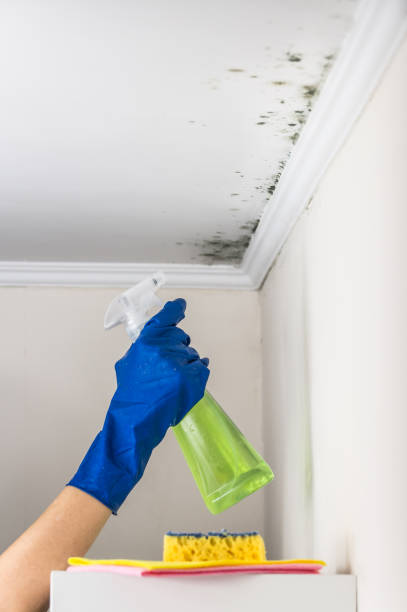 Best Certified Mold Removal  in Horace, ND